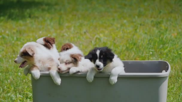 Filhotes de cachorro estão tentando fortemente sair da cesta, fazer uma fuga . — Vídeo de Stock