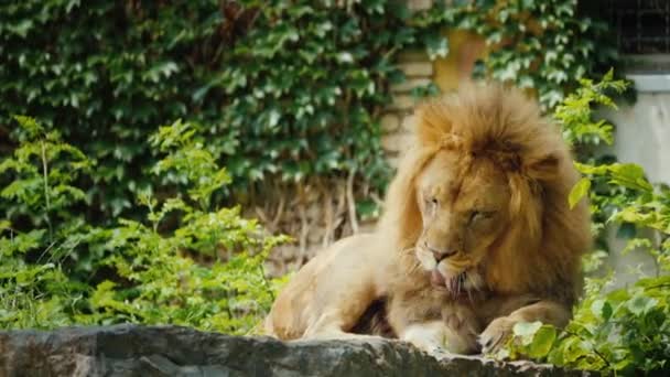 Gran león lava cuidadosamente su hermosa melena — Vídeo de stock
