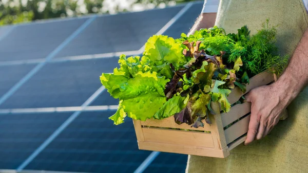 Agricultor sostiene una caja de lechuga y vegetación en el fondo de paneles de plantas de energía solar — Foto de Stock