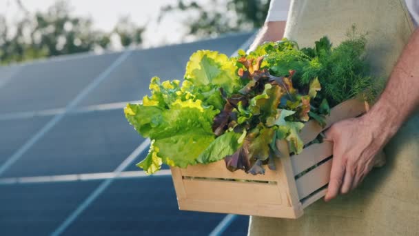 L'agricoltore tiene una scatola di lattuga e verde sullo sfondo dei pannelli delle centrali solari. Vista laterale — Video Stock