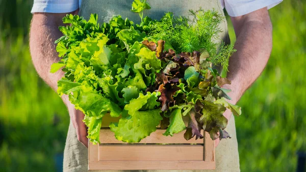 Erkek çiftçinin elinde marul yaprakları ve otlarla dolu tahta bir kutu var. — Stok fotoğraf