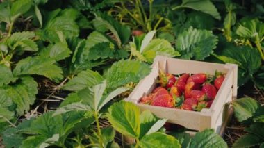 Çiftçi eli büyük bir çileği bir kutuya koyar.