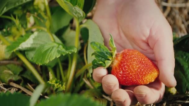 A huge strawberry berry on the farmers palm. Against the background of strawberry bushes and not yet torn — Stock Video