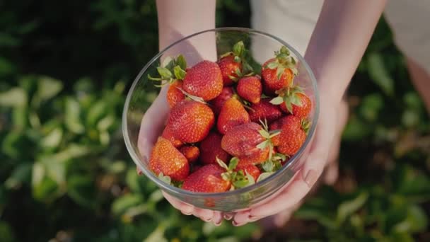 Farmer muestra un tazón lleno de fresas maduras recién recolectadas del campo — Vídeo de stock