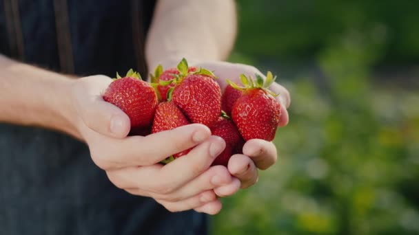 Campesinos manos con un puñado de fresas maduras — Vídeo de stock