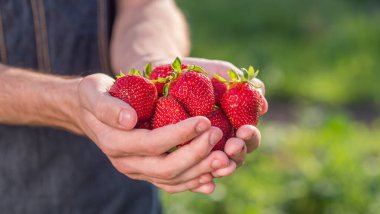 Erkek çiftçi elinde büyük çilek tutuyor.