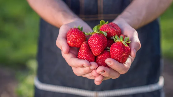 Jungbauer hält saftige Erdbeeren in der Hand — Stockfoto