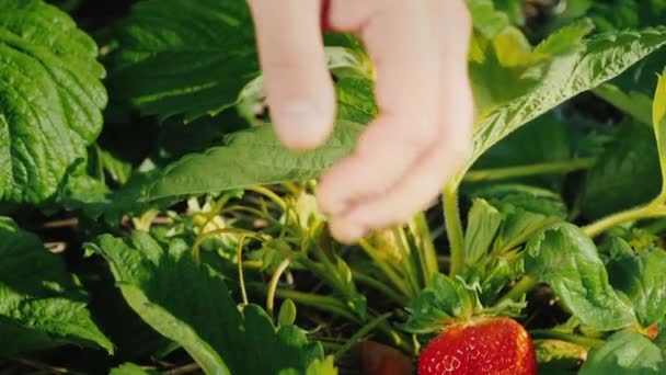 Farmer carefully cuts strawberry berries from bush, harvest — Stock Video