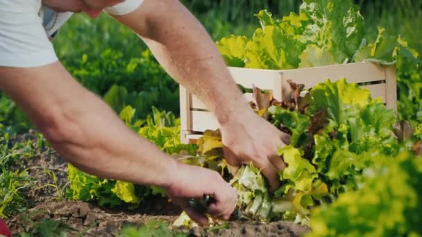 Фермер розрізає салат на ліжку, кладе його в ящик — стокове відео