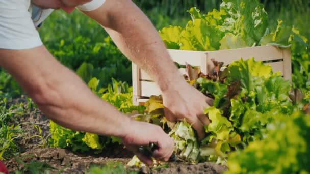 Jordbrukare skär sallad på sängen, lägger den i en låda — Stockvideo