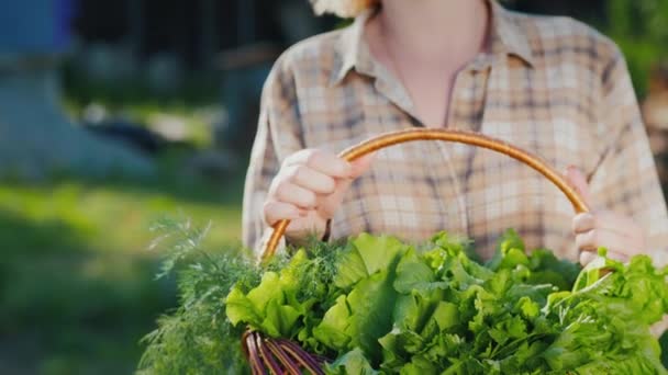 Agricultora mantiene cesta con hojas de lechuga fresca y hierbas — Vídeos de Stock