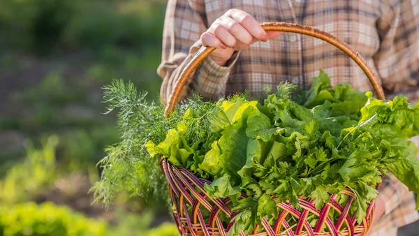 A woman holds a basket of fresh lettuce leaves just torn from the bed — Stock Photo, Image