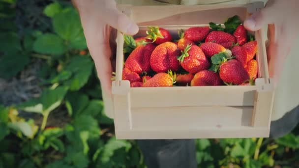 Bovenaanzicht: Boer houdt houten doos met aardbeien — Stockvideo