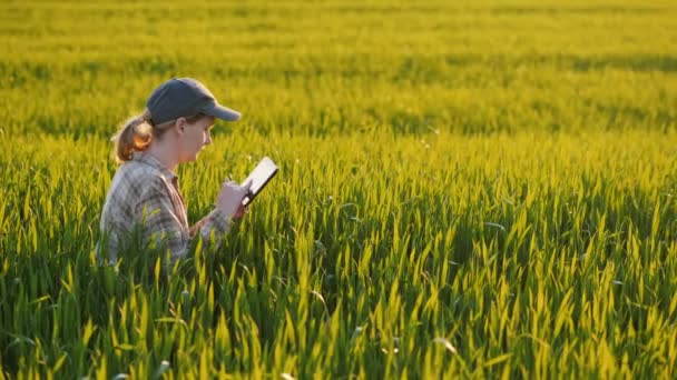 Bauer sitzt auf einem Weizenfeld, studiert Triebe, benutzt Tablette — Stockvideo