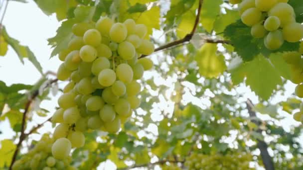 As uvas de uvas verdes amadurecem na videira — Vídeo de Stock