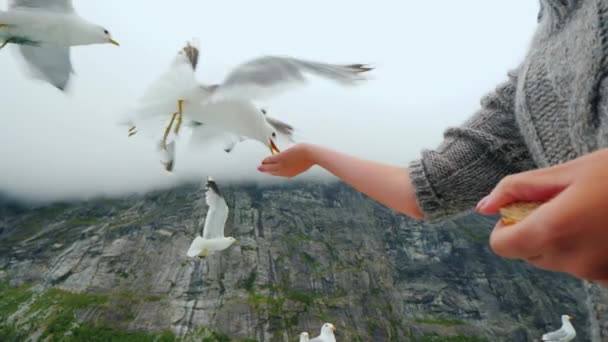 Un uomo nutre gabbiani creduloni dalle mani di creduloni. Sullo sfondo di splendide montagne in un viaggio attraverso i fiordi della Scandinavia — Video Stock