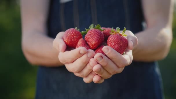 Mannelijke boer houdt enkele grote aardbeien in zijn handen — Stockvideo
