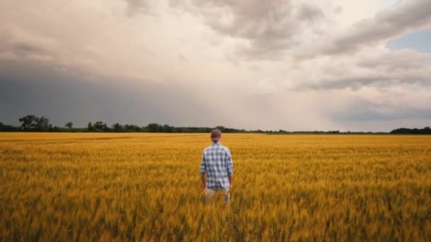 Rolnik na polu pszenicy na tle burzliwego nieba. Błyskawice na niebie — Wideo stockowe