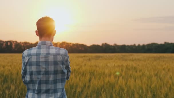 Un agricultor confiado admira un campo de trigo al atardecer. Vista desde atrás — Vídeo de stock