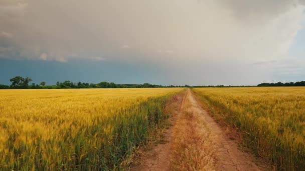 Дорога на пшеничне поле на тлі драматичного штормового неба. Стедікам стріляв. — стокове відео