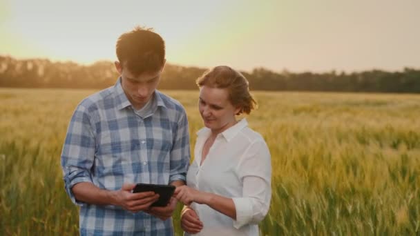 Bir erkek ve bir kadın buğday tarlasının arka planında güçlü bir rüzgar ve fırtınanın başladığı yerde. Bir tablet kullan — Stok video