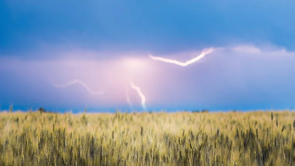 Lightning discharge in the sky above the field of yellow wheat