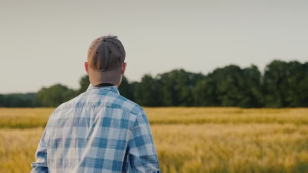 Вид ззаду: молодий фермер з таблеткою в руці йде по пшеничному полю — стокове відео