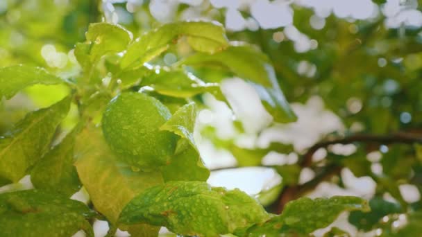 A few lemons with water droplets ripen in the sun. — Stock Video