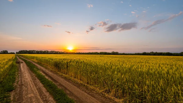 Strada per il campo di grano dove tramonta il sole — Foto Stock