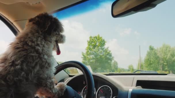 Cool pes řidič řídit auto sebevědomě dívá na silnici — Stock video
