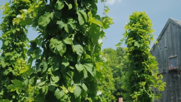 Una cervecería con su propia granja de lúpulo. Plantas de lúpulo viento alrededor pilares — Vídeos de Stock