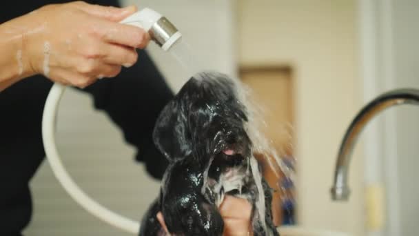 A woman washes under the tap of a little black puppy — Stock Video