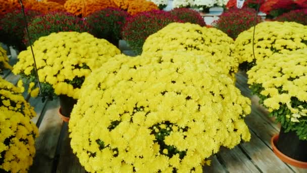 Potten met gele chrysanten op een houten aanrecht. Plant kwekerij, bloem verkoop concept — Stockvideo