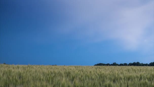 Výboj blesku na obloze nad polem žluté pšenice. Včasné video — Stock video