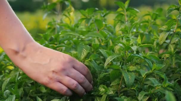 Farmář trhá mátové listy, přísady do vaření a nealkoholické nápoje — Stock video