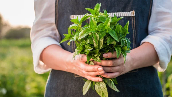 Farmer holds a handful of mint - ingredient in cooking and cocktail preparation. — Stock Photo, Image