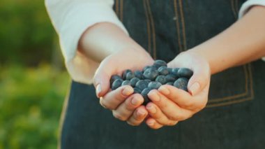 Çiftçi bir avuç yaban mersini besliyor - vitamin dolu sağlıklı bir böğürtlen