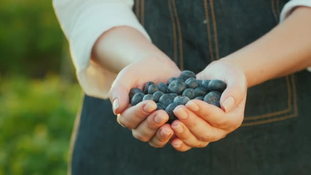 Bauer hält eine Handvoll Blaubeeren - eine gesunde Beere voller Vitamine — Stockvideo