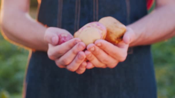 Les mains des agriculteurs montrent quelques pommes de terre de la nouvelle culture — Video