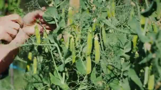 Une femme déchire des cordes de pois dans le jardin. — Video