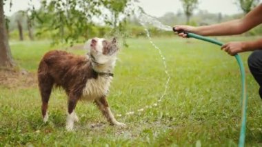 Aktif oyunlar ve sağlıklı bir yaşam tarzı, kızların elinde büyük kırmızı çoban köpeğinin oynadığı bir su hortumu var.