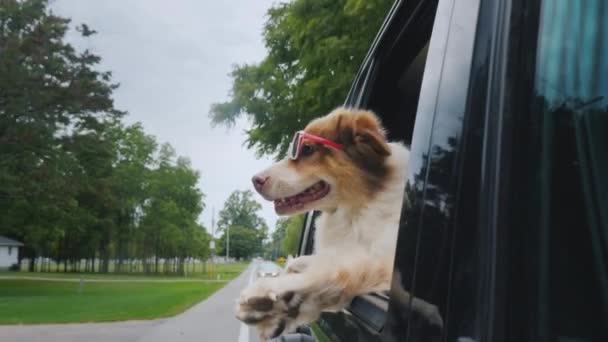 Cão pastor engraçado em óculos rosa espreita pela janela do carro em movimento — Vídeo de Stock