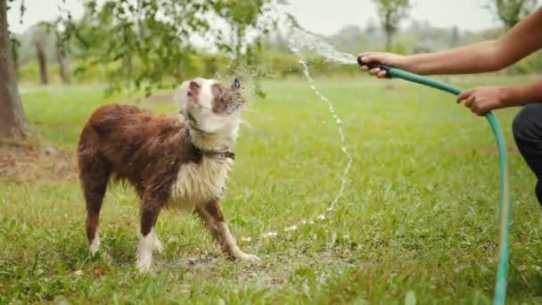 Aktif oyunlar ve sağlıklı bir yaşam tarzı, kızların elinde büyük kırmızı çoban köpeğinin oynadığı bir su hortumu var. — Stok video