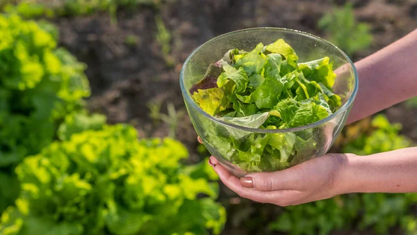 Вид сбоку: Женщина держит чашу салата над огородом, где он растет — стоковое фото