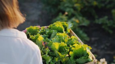 Çiftçi bir sepet bitki ve salata taşıyor, tarlada yürüyor. Yukarıdan görüntüle