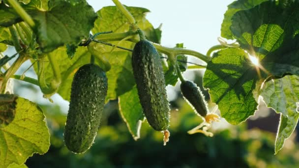 Los pepinos maduran al sol. Recorte de productos de la explotación — Vídeo de stock