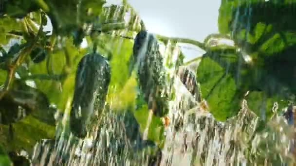 Los pepinos en la cama se riegan con chorros de agua — Vídeo de stock