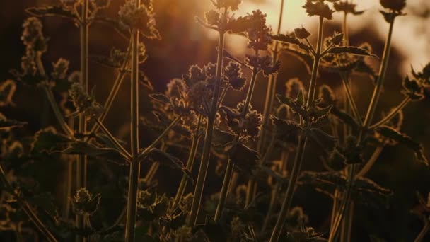 Melis keř roste na poli při západu slunce — Stock video