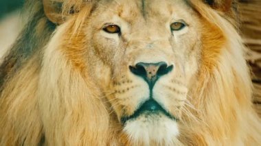 Korkunç bir Afrika yırtıcısının portresi - bir aslan.