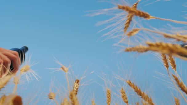 Düşük açılı çekim: İki adam gün batımında bir buğday tarlasının arka planında bira bardaklarını tokuşturuyor — Stok video